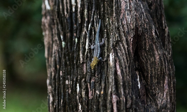 Obraz Lizard in Zanzibar