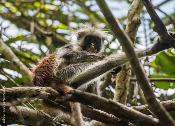 Obraz Red Colobus, Zanzibar