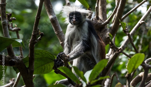 Obraz Red Colobus, Zanzibar