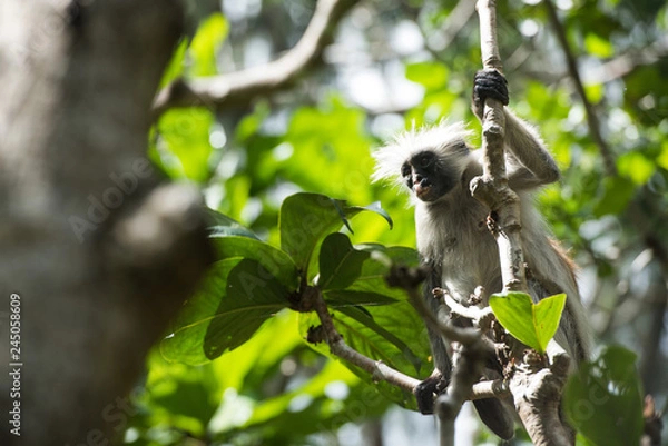Obraz Red Colobus, Zanzibar