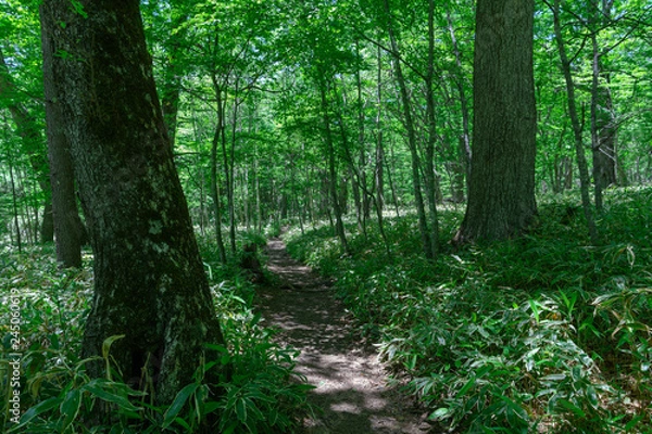 Obraz 奥日光のハイキングコース