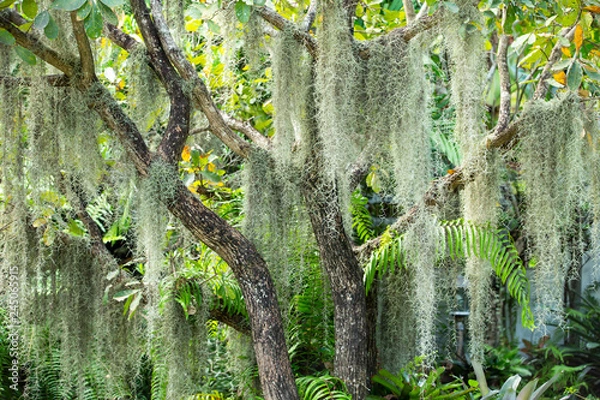 Fototapeta Spanish moss in the garden, Selective focus, Abstract pattern background
