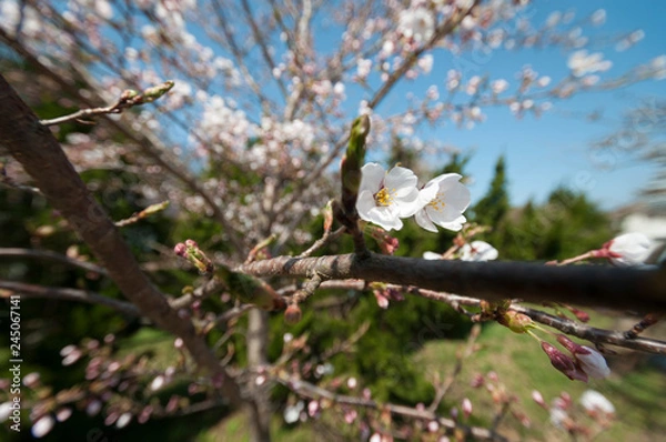 Fototapeta 桜の花