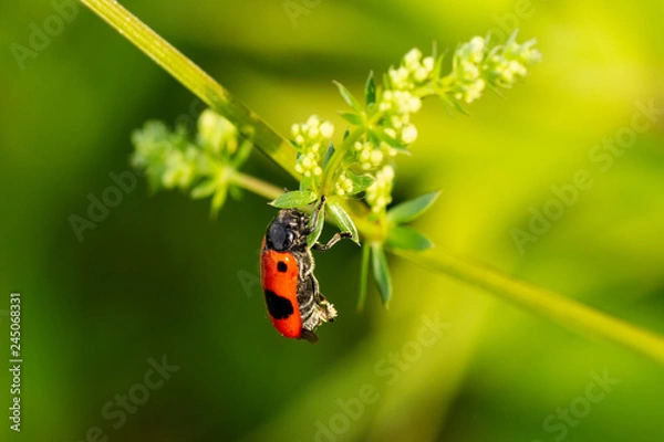 Fototapeta Zweipunkt Fallkäfer