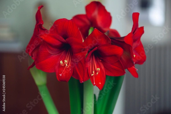 Obraz bouquet of large red blooming flowers