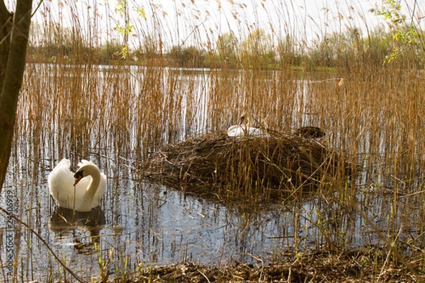 Fototapeta parent swans on nest
