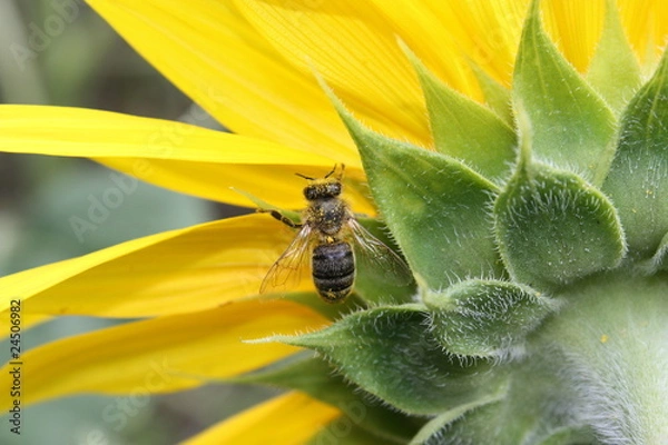 Obraz Vespe auf Sonnenblume
