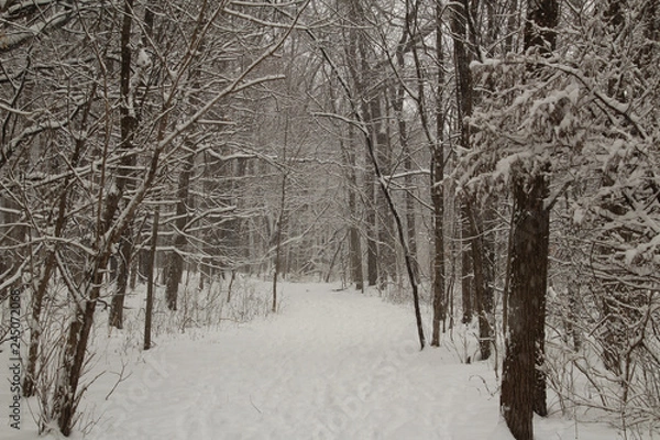 Fototapeta Two Paths of Snow