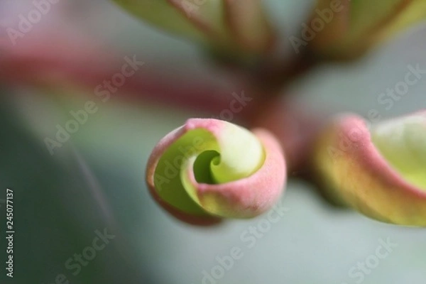 Obraz Bud on green background 