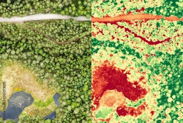 Fototapeta Aerial orthomosaic and NDVI image of boggy forest