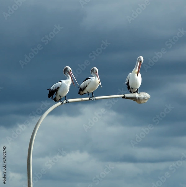 Obraz Three pelicans perched