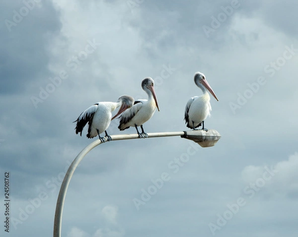 Obraz Three perched pelicans
