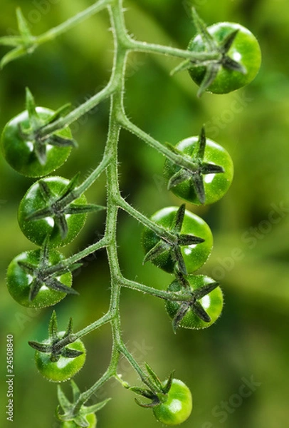 Obraz Baby Cherry Tomatoes
