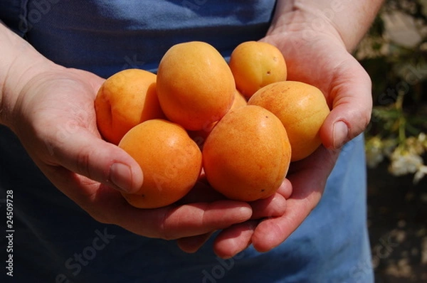 Obraz Marillen- Apricots