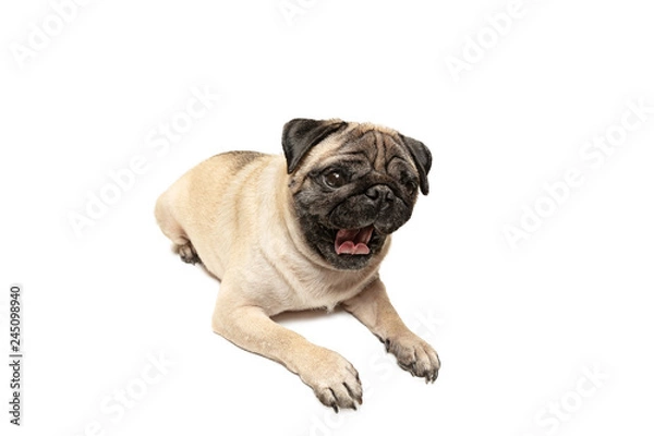 Fototapeta Cute pet dog pug breed sitting and smile with happiness feeling so funny and making serious face. Purebred and smart dog isolated on white background. The friendly concept