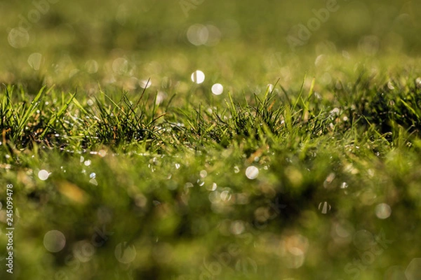 Fototapeta drops of dew on a green grass bokeh background