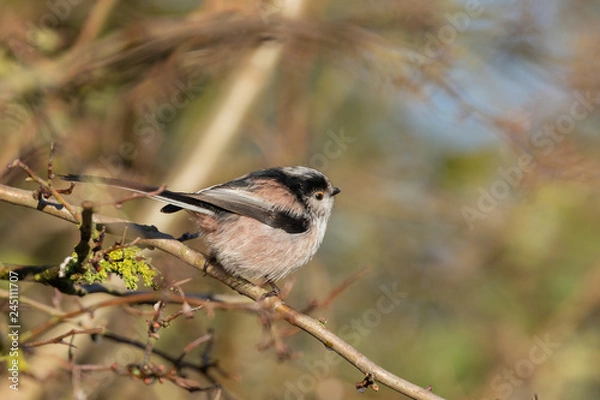 Fototapeta Long Tailed Tit
