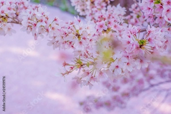 Obraz 桜の絨毯