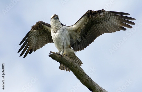 Fototapeta spread your wings