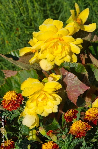 Fototapeta Begonia yellow tuberous blooms on a flower bed in the garden