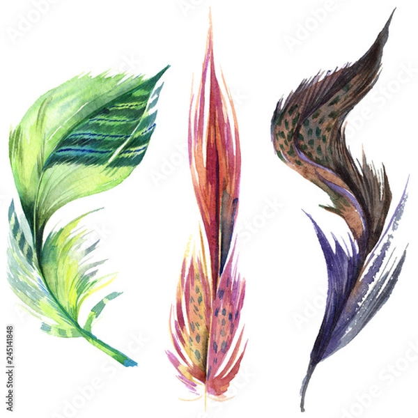 Fototapeta Colorful bird feather from wing isolated. Watercolor background illustration set. Isolated feather illustration element.