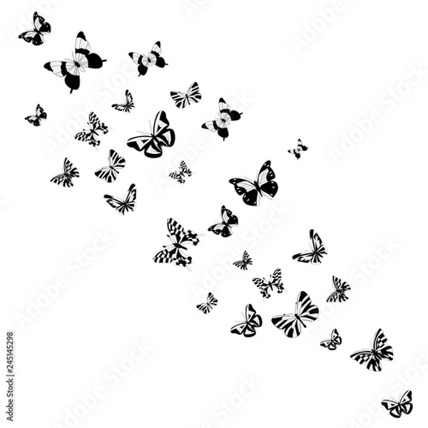 Fototapeta vector, isolated, background, with a silhouette of a butterfly flying
