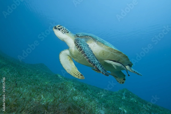 Obraz Green Sea Turtle (Chelonia mydas) with Remora fishes