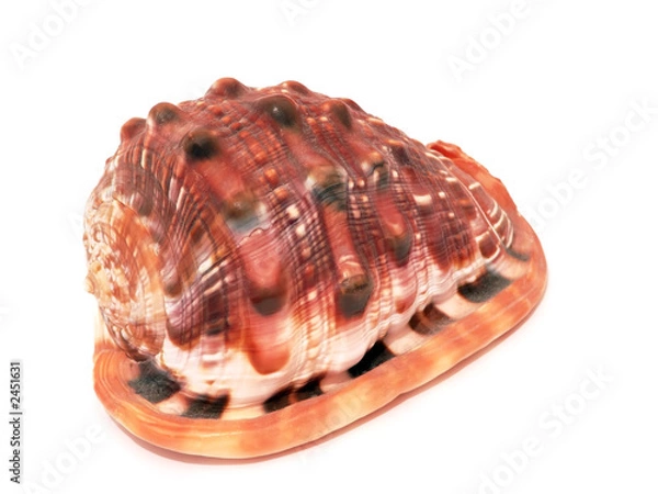 Fototapeta sea shell