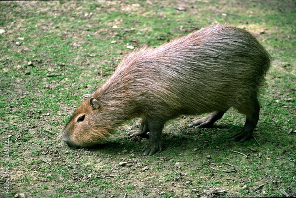 Fototapeta capybara