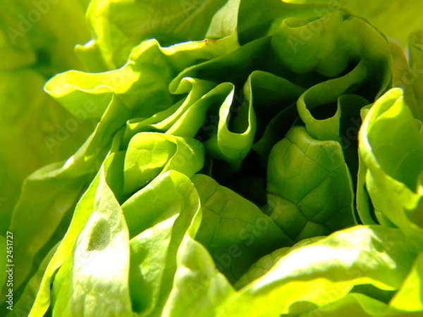 Obraz lettuce 3