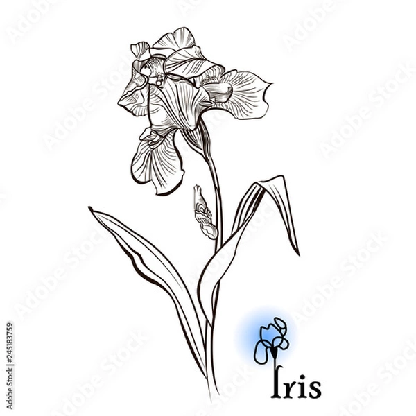 Fototapeta Iris flower  in the style of engraving.  Ink, pencil, black and white iris flower sketch. Vector Isolated illustration. 