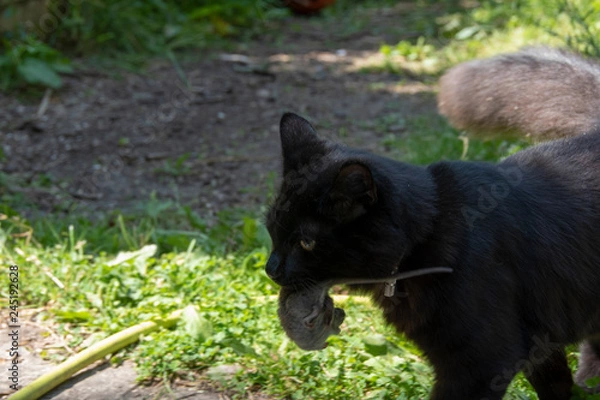 Fototapeta Cat and mouse