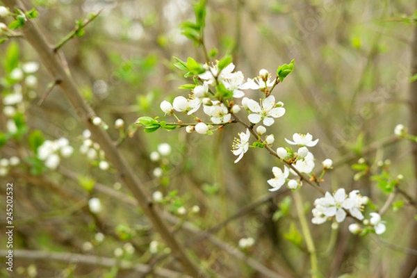 Obraz First blooming tree. First spring flowering