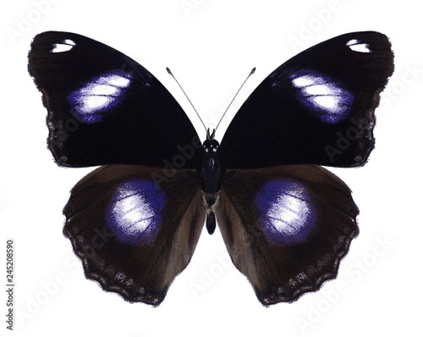 Obraz Butterfly Hypolimnas bolina (samiec) na białym tle