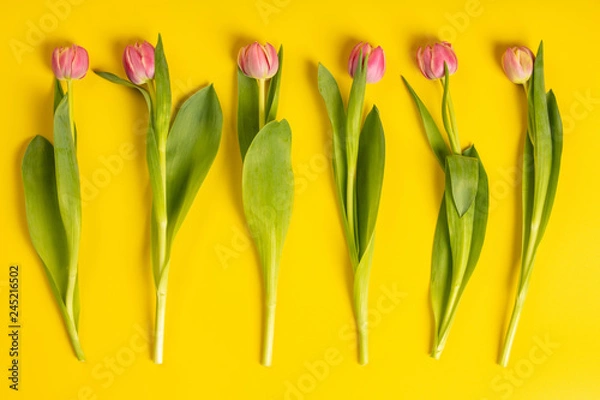 Fototapeta Pink tulips on yellow background, flat lay