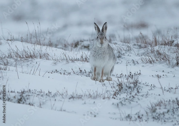 Fototapeta The Curious Hare