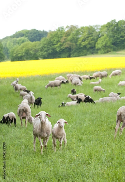 Obraz Sheep and Canola