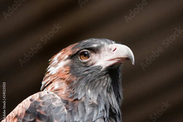 Obraz Australian Little Eagle - portrait.