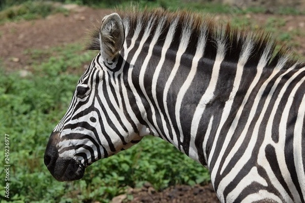 Obraz zebra in the zoo