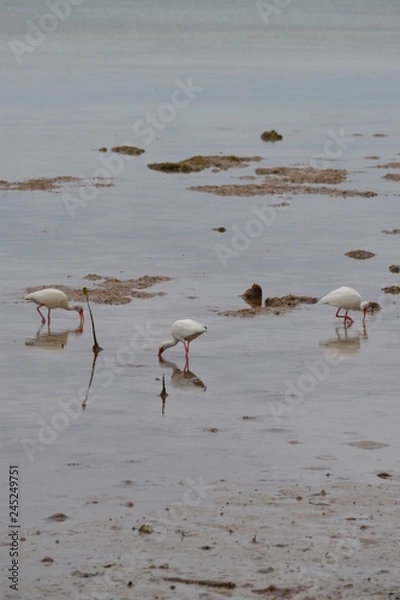 Fototapeta Birds feeding