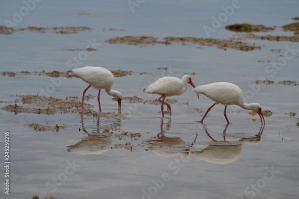 Fototapeta Three Birds