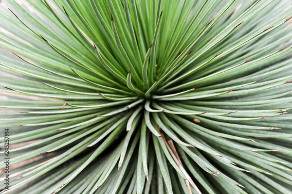 Obraz Abstract green plant with red tips