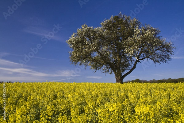 Obraz Baum im Rapsfeld