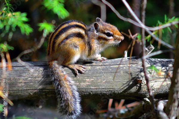Fototapeta Chipmunk (lat. Tamias sibiricus) basks in the sun, sitting on a branch of a fallen tree.