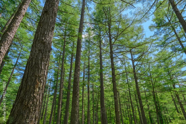 Obraz カラマツの新緑