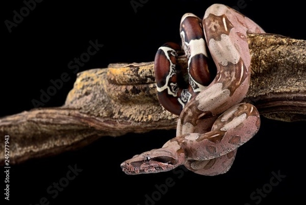 Obraz Boa constrictor (Boa constrictor constrictor) Suriname locality