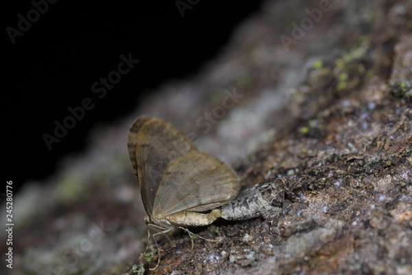 Obraz フユシャクの交尾