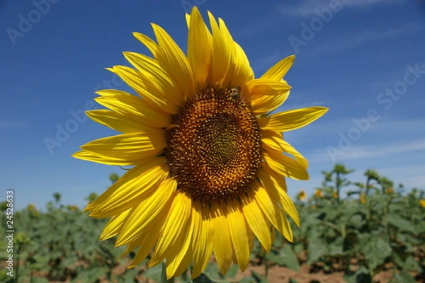 Obraz grangirasol