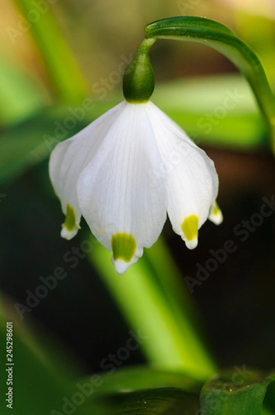 Obraz Märzenbecher Close up