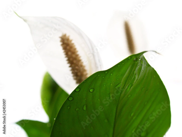 Obraz white petal on the white